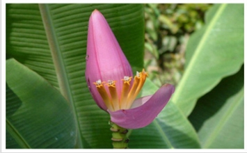 Câu chuyện về cây chuối